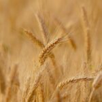 egiptul a cumparat grau din romania ucraina si rusia 685a9efe067fa
