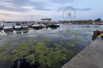 foto constanta relaxare cu priveliste la alge si pet uri aruncate in mare imagine dezolanta intalnita de constanteni si turisti in portul tomis 684e778d4f969