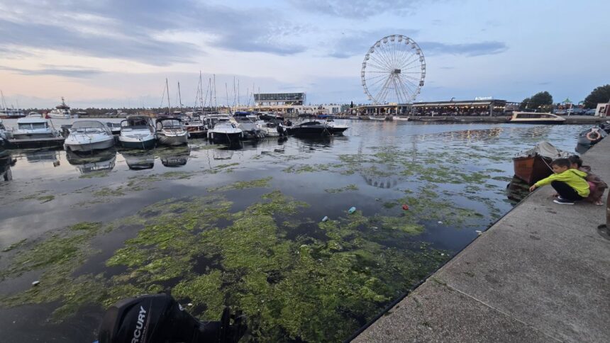 foto constanta relaxare cu priveliste la alge si pet uri aruncate in mare imagine dezolanta intalnita de constanteni si turisti in portul tomis 684e778d4f969