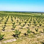 foto dorin bob atrage peste 4 milioane euro pentru modernizarea si digitalizarea uneia dintre cele mai mari plantatii de aluni din romania 683d6278d2fae