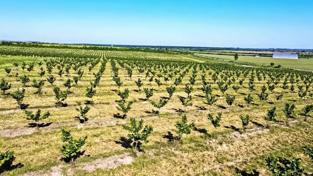 foto dorin bob atrage peste 4 milioane euro pentru modernizarea si digitalizarea uneia dintre cele mai mari plantatii de aluni din romania 683d6278d2fae