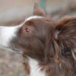 foto tranzactie luxvet semneaza o noua achizitie in romania 6859244469fde