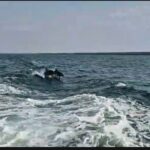 foto video delfinii au facut spectacol in largul marii negre jucausi si dornici de atentie 685263651d5ab