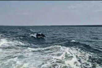 foto video delfinii au facut spectacol in largul marii negre jucausi si dornici de atentie 685263651d5ab
