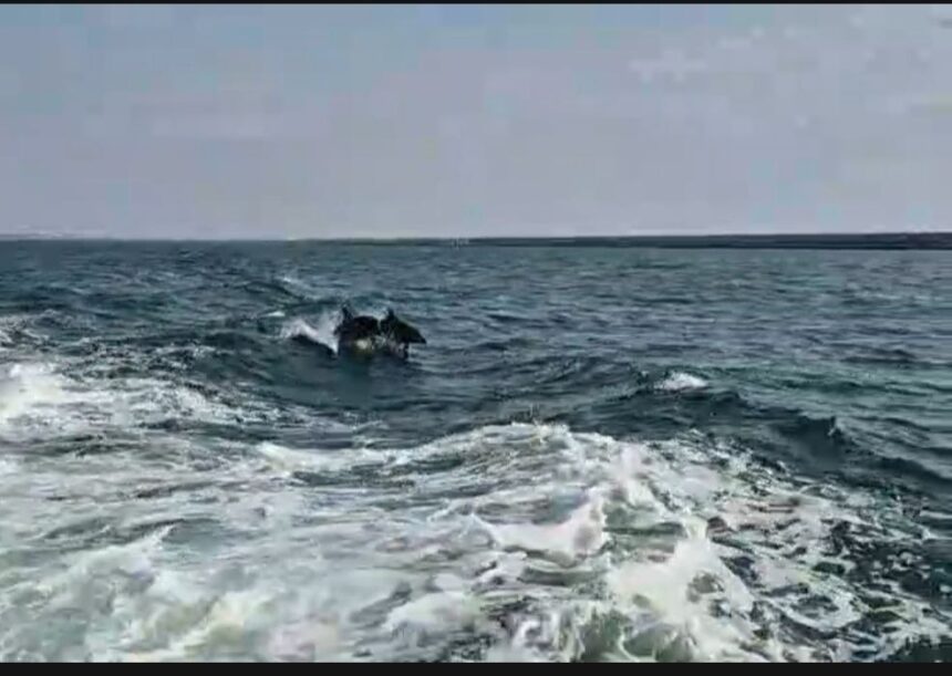 foto video delfinii au facut spectacol in largul marii negre jucausi si dornici de atentie 685263651d5ab