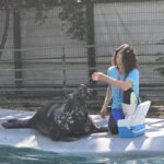 foto video foca velykis de 9 ani vedeta cmsn constanta energica ghidusa si mare amatoare de aplauze ii asteapta cu bucurie pe spectatorii mari si mici 684d783f159a0