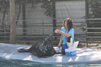 foto video foca velykis de 9 ani vedeta cmsn constanta energica ghidusa si mare amatoare de aplauze ii asteapta cu bucurie pe spectatorii mari si mici 684d783f159a0