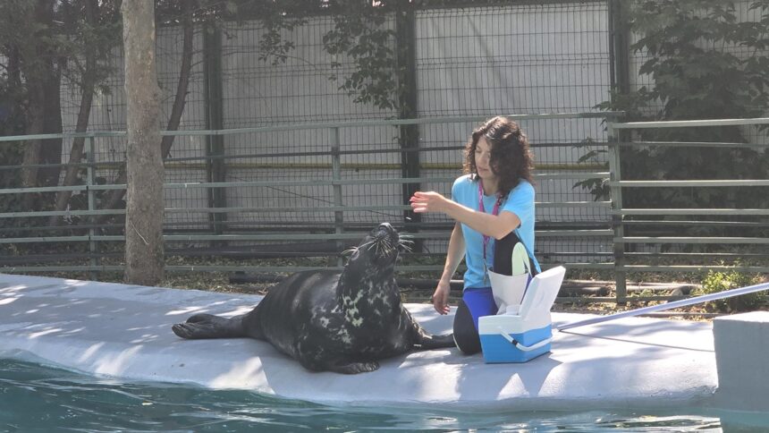 foto video foca velykis de 9 ani vedeta cmsn constanta energica ghidusa si mare amatoare de aplauze ii asteapta cu bucurie pe spectatorii mari si mici 684d783f159a0