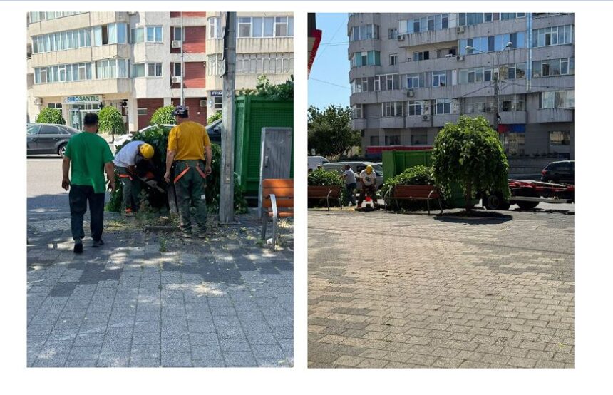 foto video lucrarile de toaletare a copacilor de pe bulevardul tomis au lasat zona aproape fara umbra in plina canicula 685bb3ef7eb6b