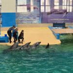 foto video spectacol cu cinci delfini astazi are loc prima reprezentatie la delfinariul din constanta dupa finalizarea lucrarilor de modernizare 684e85d45a1d6