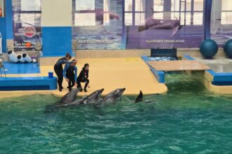 foto video spectacol cu cinci delfini astazi are loc prima reprezentatie la delfinariul din constanta dupa finalizarea lucrarilor de modernizare 684e85d45a1d6