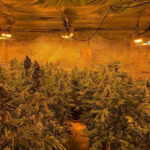 locuinta unui barbat din judetul valcea plina de plante de cannabis politistii au descoperit ca unele se apropiau de 150m inaltime 684b1d4205fed
