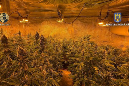 locuinta unui barbat din judetul valcea plina de plante de cannabis politistii au descoperit ca unele se apropiau de 150m inaltime 684b1d4205fed