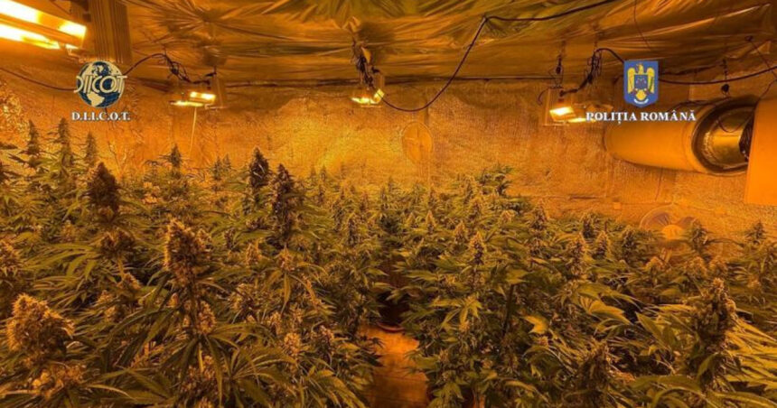 locuinta unui barbat din judetul valcea plina de plante de cannabis politistii au descoperit ca unele se apropiau de 150m inaltime 684b1d4205fed