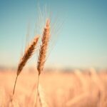 noile cote la importurile de produse agricole din ucraina in ue vor fi mai mari decat inainte de razboi 6842e13d4d1e3