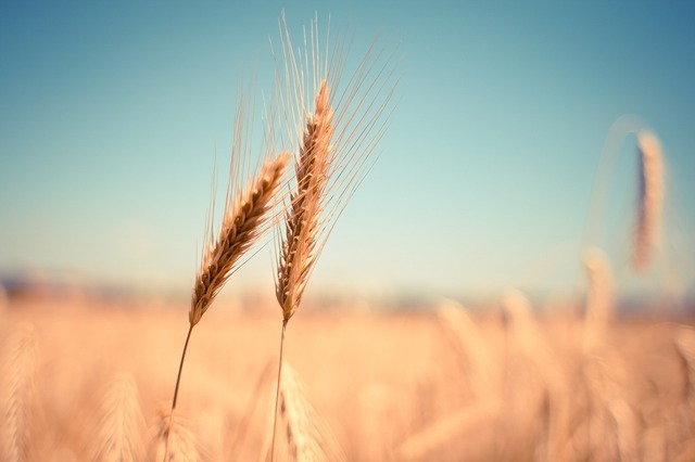 noile cote la importurile de produse agricole din ucraina in ue vor fi mai mari decat inainte de razboi 6842e13d4d1e3