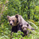 o ursoaica si doi pui au fost vazuti pe o strada din busteni localnicii avertizati prin ro alert 683d49cb8fb34