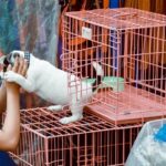parlamentul european interzice vanzarea pisicilor si cainilor in pet shop uri 685545749c9b5