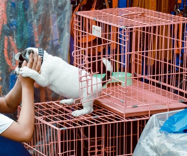 parlamentul european interzice vanzarea pisicilor si cainilor in pet shop uri 685545749c9b5