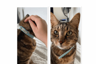 poveste cu final fericit a fost gasit motanul lulu disparut pe strada albatros din mangalia 684549550564f