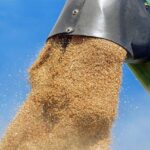 romania va inregistra cea mai mare recolta la grau de dupa 1997 6850297839f7c