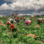 trump spune ca administratia sua lucreaza la introducerea unui permis temporar pentru imigrantii din anumite sectoare ale economiei 6861ab39e2006