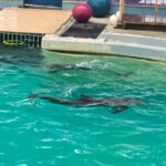 video ce spune directorul complexului muzeal de stiinte ale naturii constanta despre cauza mortii delfinului chen chen 684d3ca40c64d