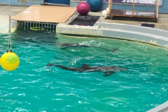 video ce spune directorul complexului muzeal de stiinte ale naturii constanta despre cauza mortii delfinului chen chen 684d3ca40c64d