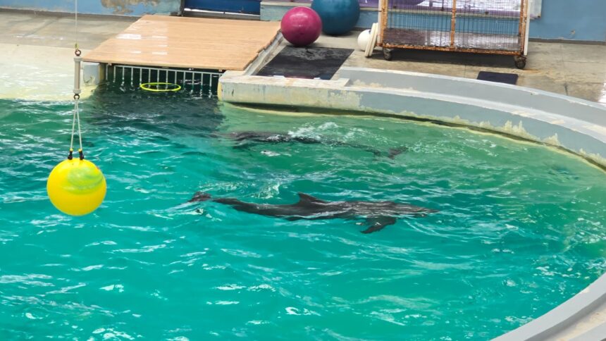 video ce spune directorul complexului muzeal de stiinte ale naturii constanta despre cauza mortii delfinului chen chen 684d3ca40c64d