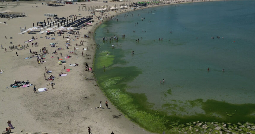 video covor de alge pe litoral la inceput de sezon cum explica specialistii fenomenul intalnit de regula spre finalul verii 684270cf58fc6