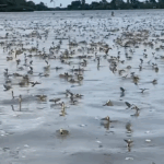 video dansul rusaliilor surprins din nou in delta dunarii roiuri de efemeride filmate in zona sulina 683d7c9d51297