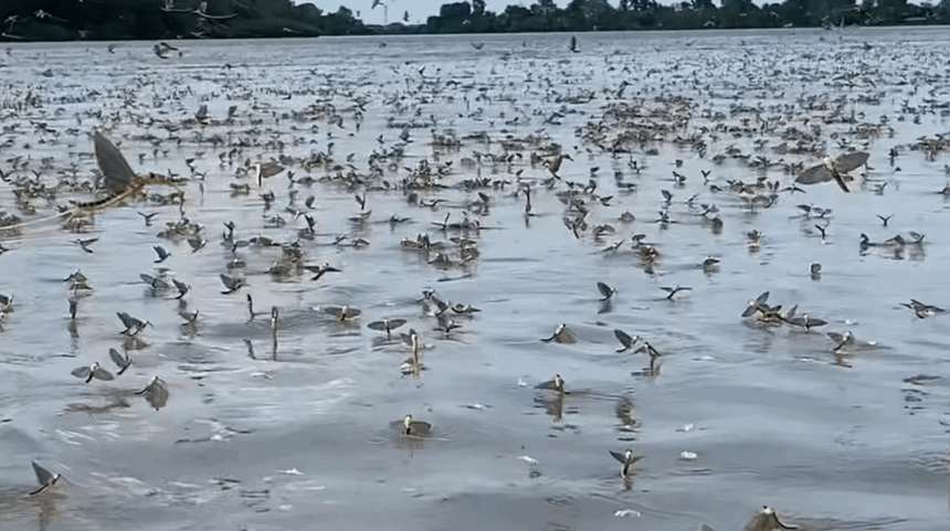 video dansul rusaliilor surprins din nou in delta dunarii roiuri de efemeride filmate in zona sulina 683d7c9d51297