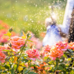 video gradina botanica cu peste 800 de soiuri de trandafiri din toata lumea cum arata focul de tabara obtinut in romania anilor 70 6851058951a90
