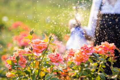 video gradina botanica cu peste 800 de soiuri de trandafiri din toata lumea cum arata focul de tabara obtinut in romania anilor 70 6851058951a90