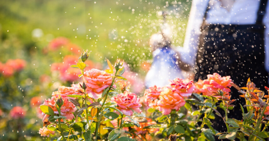 video gradina botanica cu peste 800 de soiuri de trandafiri din toata lumea cum arata focul de tabara obtinut in romania anilor 70 6851058951a90