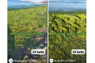 video invazie de alge la malul marii de adunat dimineata nu se poate 685a4566a0182