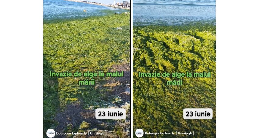 video invazie de alge la malul marii de adunat dimineata nu se poate 685a4566a0182