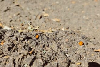 video invazie de buburuze in constanta iata ce spun specialistii 6855187ea06c3