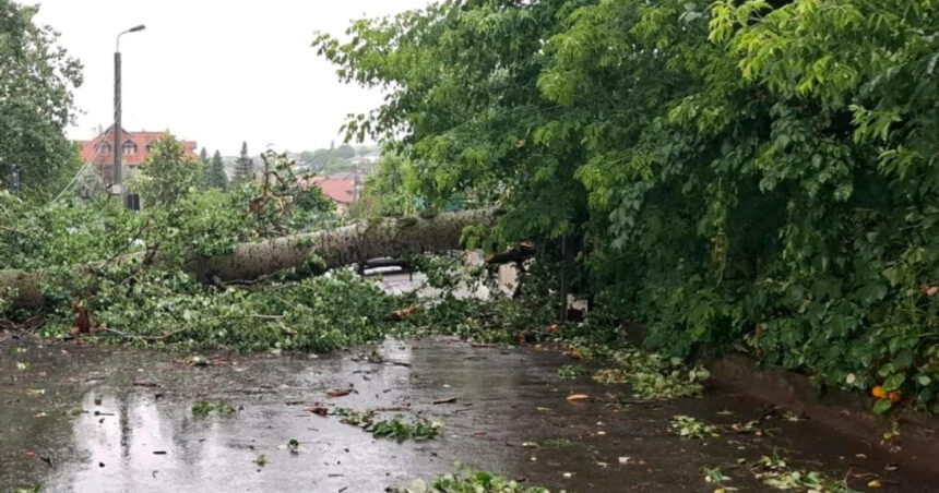 video plopul lui eminescu prabusit la iasi in timpul unei furtuni va fi folosit de sculptori creatiile vor fi expuse in acelasi loc 685c62b0e6ccf