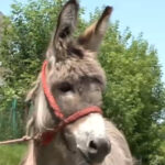 video povestea magarusului petrica din marginimea sibiului care a ajuns la facultate la iasi are o singura sarcina sa stea cuminte 6850f779b8573