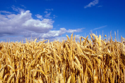 video romania va avea o productie record la cereale in 2025 fermierii sunt multumiti de prognoza culturile de grau ajutate de ploi 68452981a5ed6
