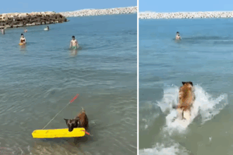 video salvamarii din costinesti au cooptat un nou membru in echipa pe chelsea o femela malinois 6851907304720