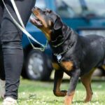 zooland ro rase de caini greu de dresat ce trebuie sa stii inainte sa adopti unul tips tricks 685e387a4e9b6