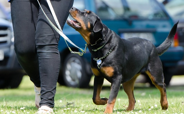 zooland ro rase de caini greu de dresat ce trebuie sa stii inainte sa adopti unul tips tricks 685e387a4e9b6