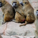 12 babuini au fost ucisi in germania din cauza ca gradina zoologica unde traiau nu mai are loc pentru ei 6889c14008a00