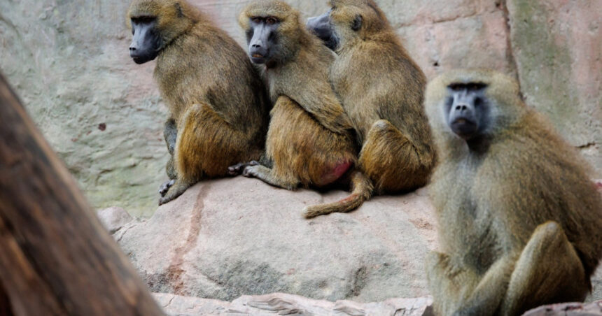 12 babuini au fost ucisi in germania din cauza ca gradina zoologica unde traiau nu mai are loc pentru ei 6889c14008a00