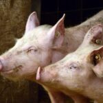 afectata puternic de pesta porcina africana industria porcului din romania este in usoara relansare 686b87f6768c1
