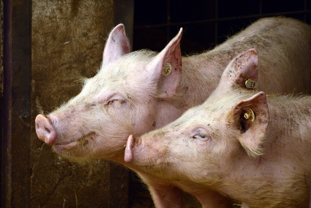 afectata puternic de pesta porcina africana industria porcului din romania este in usoara relansare 686b87f6768c1
