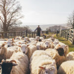 apia incepe eliberarea adeverintelor pentru fermierii crescatori de animale care vor sa ia credite bancare 687f74015cde8
