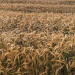 cinci state ue intre care si romania se opun unui nou acord comercial cu ucraina de teama ca vor creste importurile de produse agricole ieftine 687751cb3fd71